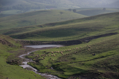 春天风景在日落与羊和草甸。Zlatibor 山地区, 塞尔维亚