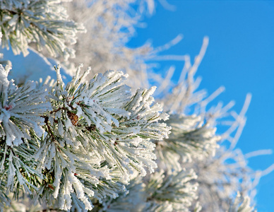 松针与雪的晶体