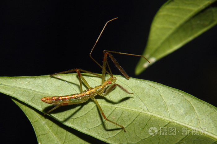 刺客bug若虫