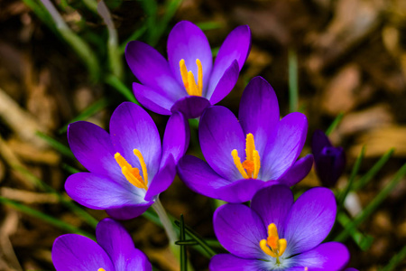春天盛开的紫色番红花