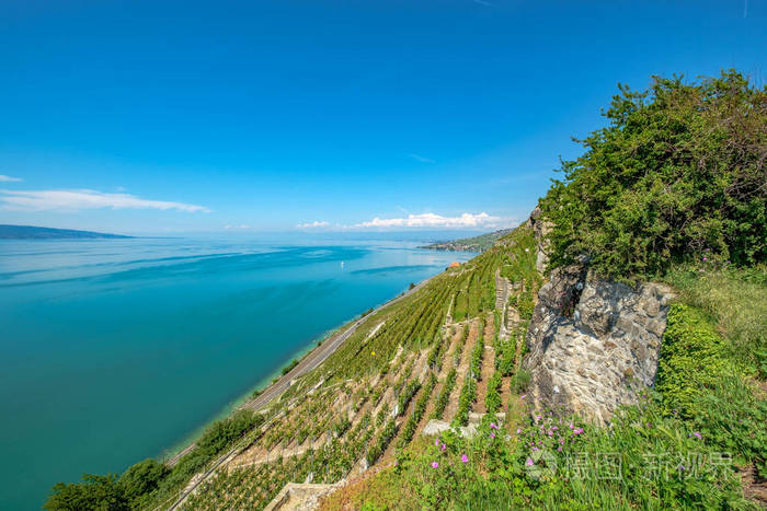 从瑞士美丽的 Lavaux 葡萄酒 terrasses 地区的