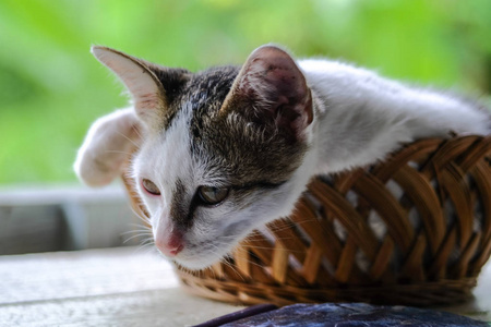 可爱的小猫在竹篮子绿色模糊散景背景