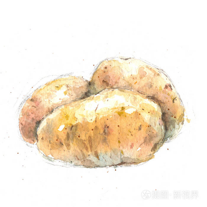 水彩写实插画, 马铃薯块茎素描素描在白色背景下