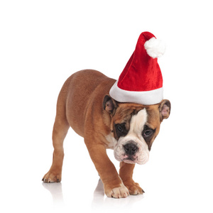 可爱的圣诞老人英国斗牛犬拾起一个香味, 而站在白色背景