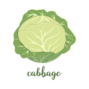 绿色卷心菜, 白色背景, 横幅与有用的蔬菜, 富含维生素