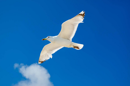 一只海鸥在蓝天下飞翔。海鸟