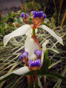 Neomarica, 生活在热带公园的使徒的植物。令人惊叹的白色花瓣, 有蓝色的末端和红色斑点。小昆虫苍蝇飞过美妙的花朵