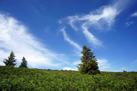三云杉反对夏天天空的背景。威克洛爱尔兰