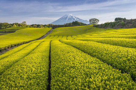 茶园和春天在静冈县的富士山