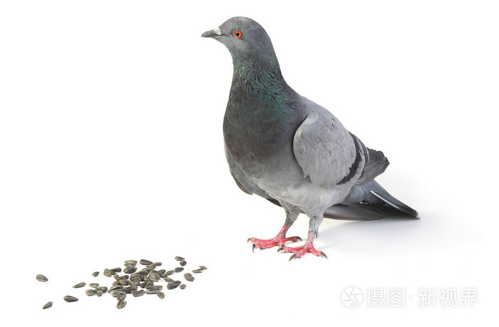 灰鸽子照片-正版商用图片05twk2-摄图新视界