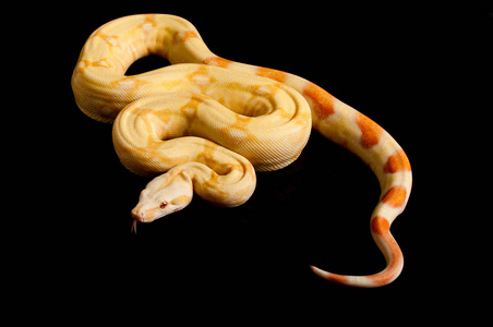 黑色背景下的白化蟒蛇的全身拍摄