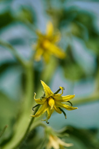 温室小番茄花特写