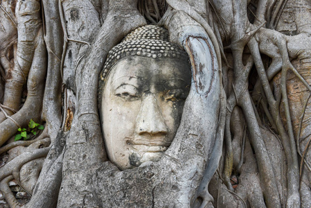 泰国大城府 Mahathat 寺树根上的佛像头