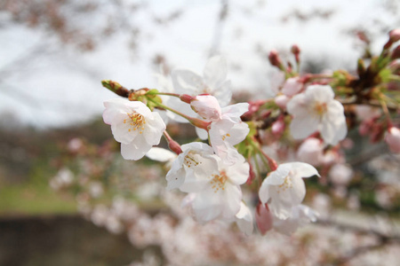 大阪樱花季节之城