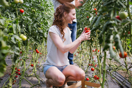 年轻的微笑农业女工在前面和同事和一箱西红柿, 工作, 在温室中收获西红柿