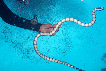 手里拿在菲律宾的黑色和白色的有毒海蛇