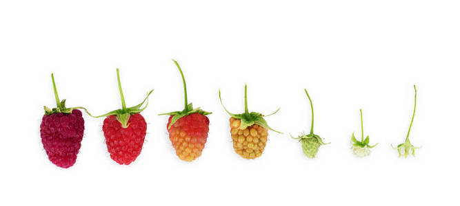 树莓成熟的所有阶段, 设置在白色背景上