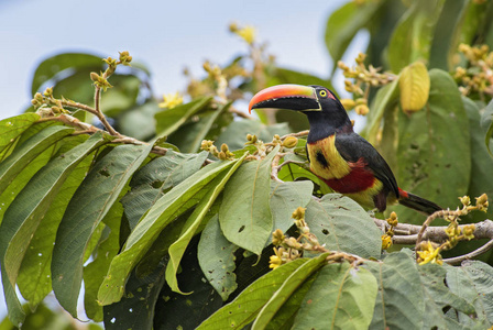 火热的 AracariPteroglossus frantzii, 美丽的彩色巨嘴鸟从哥斯达黎加森林