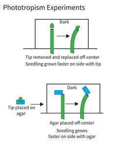 实验证明植物的向光性
