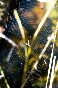 在草地上有水坑的小坑里, 蜘蛛编织了蛛网, 甚至连一个也没有。在它, 你可以看到他的晚餐, 这是长期结束