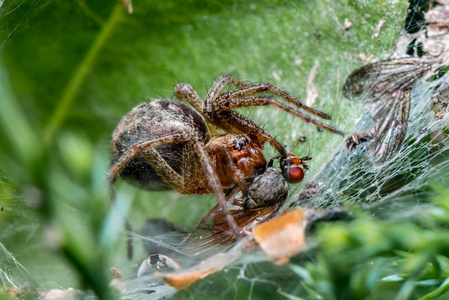 迷宫蜘蛛吃飞Agelena labyrinthica漏斗网蜘蛛宏观特写