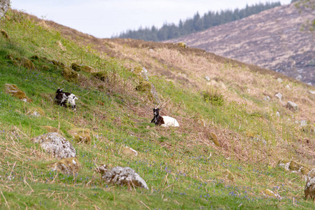 苏格兰擦伤两只野山羊在草地上被蓝色的铃铛包围着。