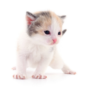 白色背景上孤立的小褐色小猫