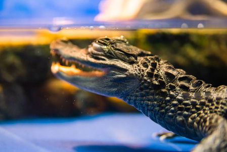 水族馆水中的凯门 crocodilus 眼