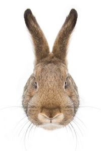 白色背景下不满意兔的特写肖像