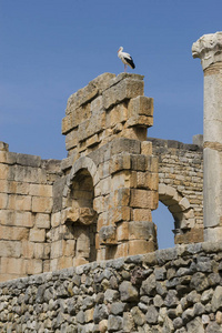 摩洛哥 Volubilis 罗马城