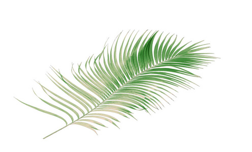 概念夏天与绿色棕榈叶子从热带。叶子的花叶枝树被隔绝在白色样式背景。平躺, 顶部视图