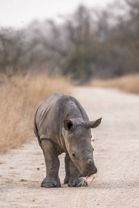 南非克鲁格国家公园南部白犀牛Rhinocerotidae 白犀属 simum simum 系列