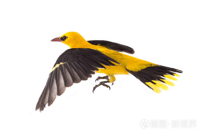 欧亚金黄鹂 (oriolus oriolus) 在飞行中被隔绝在白色