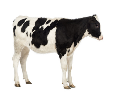 小牛肉 8 个月大，在白色背景前的侧面图