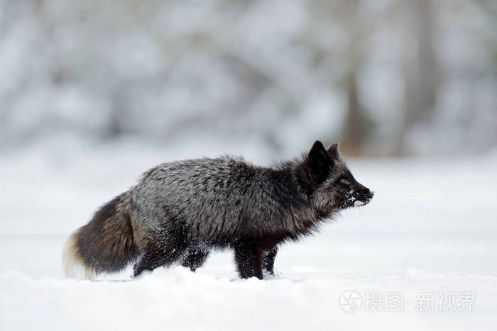 黑银狐狸稀有的形式白雪中的黑动物冬景可爱的哺乳动物