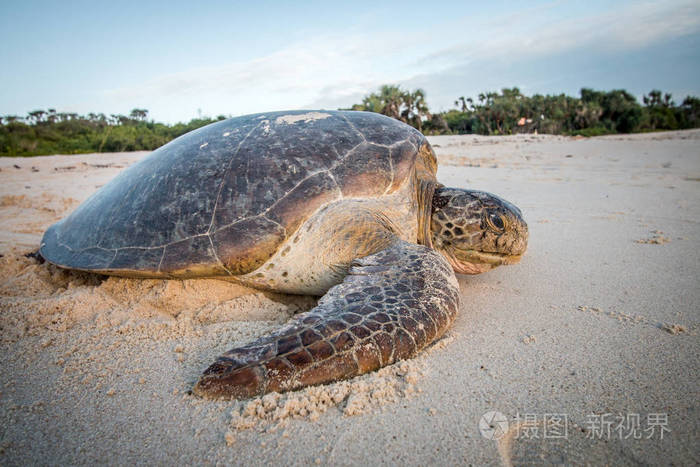 母绿海龟在沙滩上产卵后.斯瓦希里语海岸, 坦桑尼亚