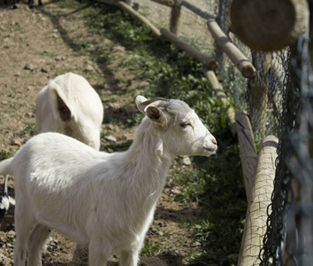 羊在谷仓农场动物, 自然和圈养, explotacion