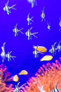 水族馆的热带鱼, 柔软的焦点