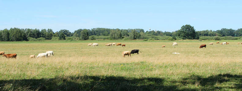 夏天的时候, 奶牛在牧场上。农村