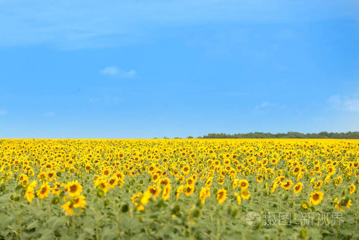 夏日阳光明媚的向日葵田野美景