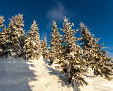 树木覆盖着白霜和在山中雪