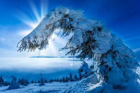 树木覆盖着白霜和在山中雪
