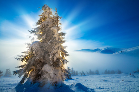 树木覆盖着白霜和在山中雪