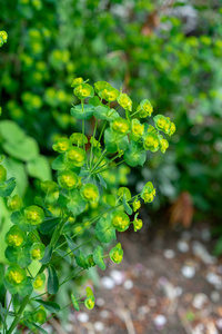 脆弱的植物, amygdaloides 从土耳其