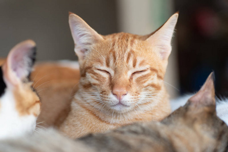 生姜猫的肖像闭上眼睛睡觉, 宠物在家中