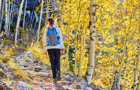 在落基山国家公园秋季在白杨林小径漫步的女子游客。科罗拉多, 美国