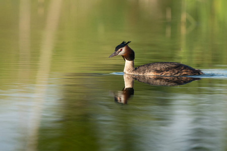 美丽的自然场面与大冠鷉 Podiceps cristatus。大冠鷉 Podiceps cristatus 在自然栖所