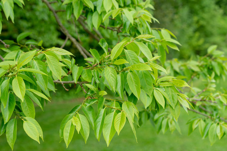 柿莲花 ebenaceae 公园的树枝侧观