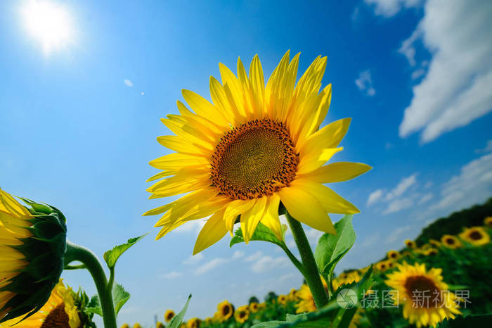 夏日阳光下田野上的向日葵