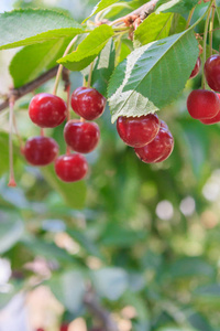 夏天树枝上挂着成熟樱桃的浆果